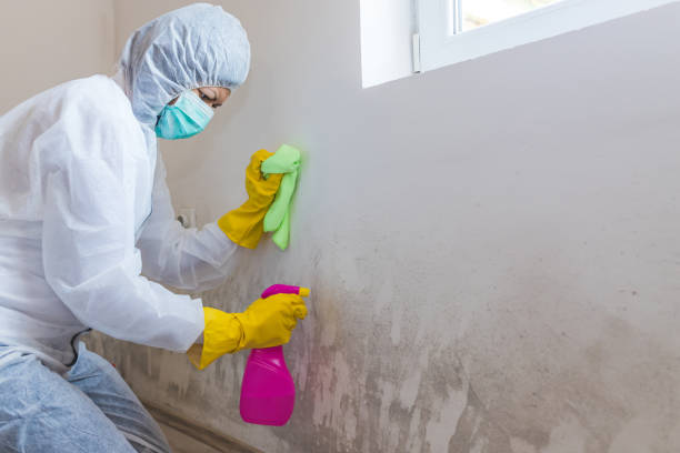 Best Mold Damage Restoration  in Port Allen, LA